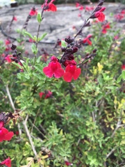 Salvia