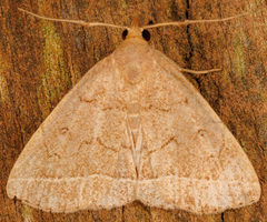 Zanclognatha marcidilinea