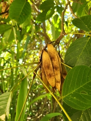 Lonchocarpus heptaphyllus