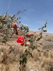 Passiflora trifoliata