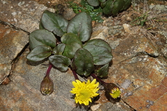 Senecio soldanella