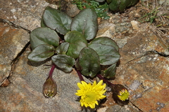 Senecio soldanella