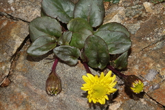 Senecio soldanella