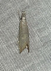 Haimbachia placidellus