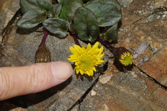 Senecio soldanella