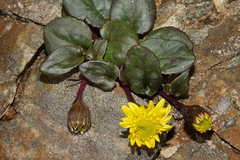 Senecio soldanella