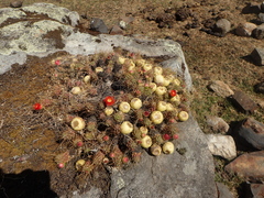 Austrocylindropuntia floccosa