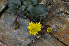 Senecio soldanella