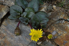 Senecio soldanella