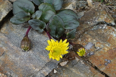 Senecio soldanella