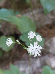 Astrantia carniolica