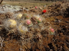 Austrocylindropuntia floccosa