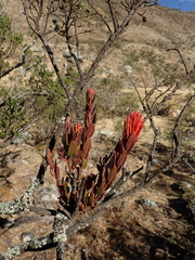 Tristerix longibracteatus