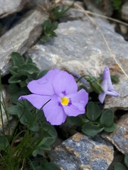 Viola cenisia
