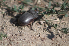 Oryctes nasicornis grypus