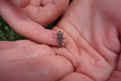 Neoxymirus mirabilis