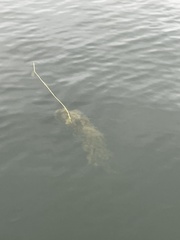 Potamogeton perfoliatus