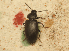 Anaedus