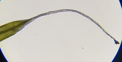 Grimmia pulvinata