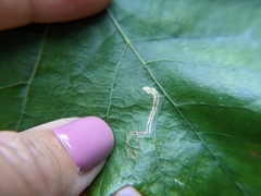 Stigmella quercipulchella