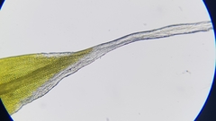 Grimmia pulvinata