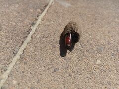 Sceliphron curvatum