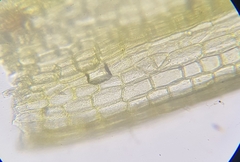 Grimmia pulvinata