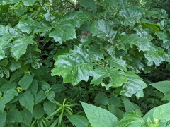 Stigmella quercipulchella