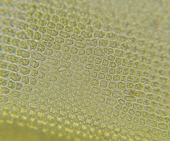 Grimmia pulvinata