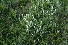 Helichrysum graveolens