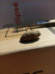 Sceliphron curvatum