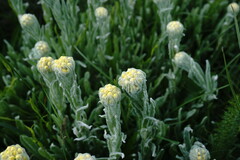 Helichrysum graveolens