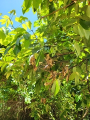 Lonchocarpus heptaphyllus