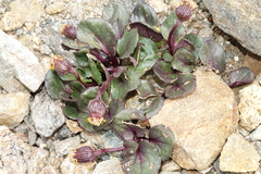Senecio soldanella