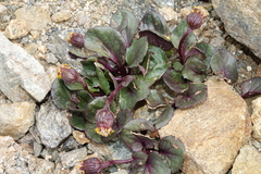 Senecio soldanella