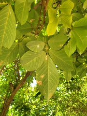 Lonchocarpus heptaphyllus