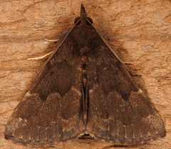 Hypena sordidula