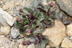 Senecio soldanella