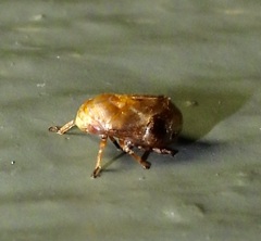 Clastoptera achatina