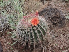 Ferocactus peninsulae