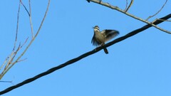 Cinclodes patagonicus