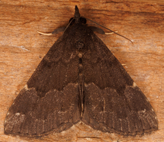 Hypena sordidula