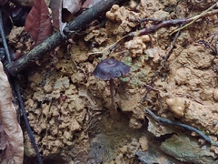 Psilocybe guilartensis