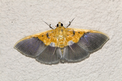 Syllepte bipartalis