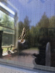 Chorthippus brunneus