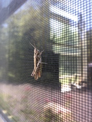 Chorthippus brunneus