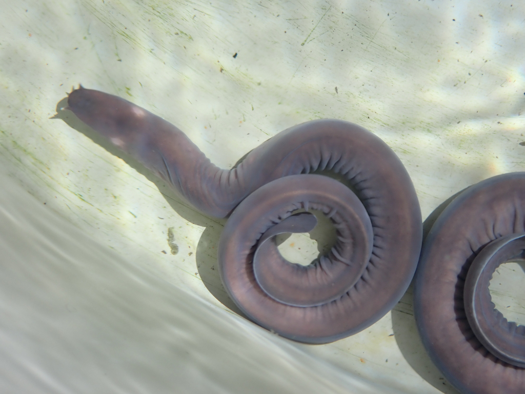 Hagfishes
