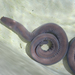 Hagfishes - Photo (c) John D Reynolds, some rights reserved (CC BY-NC), uploaded by John D Reynolds