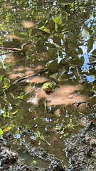 Lithobates catesbeianus