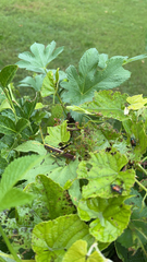 Schistocerca obscura